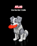 Atlas, the Border Collie