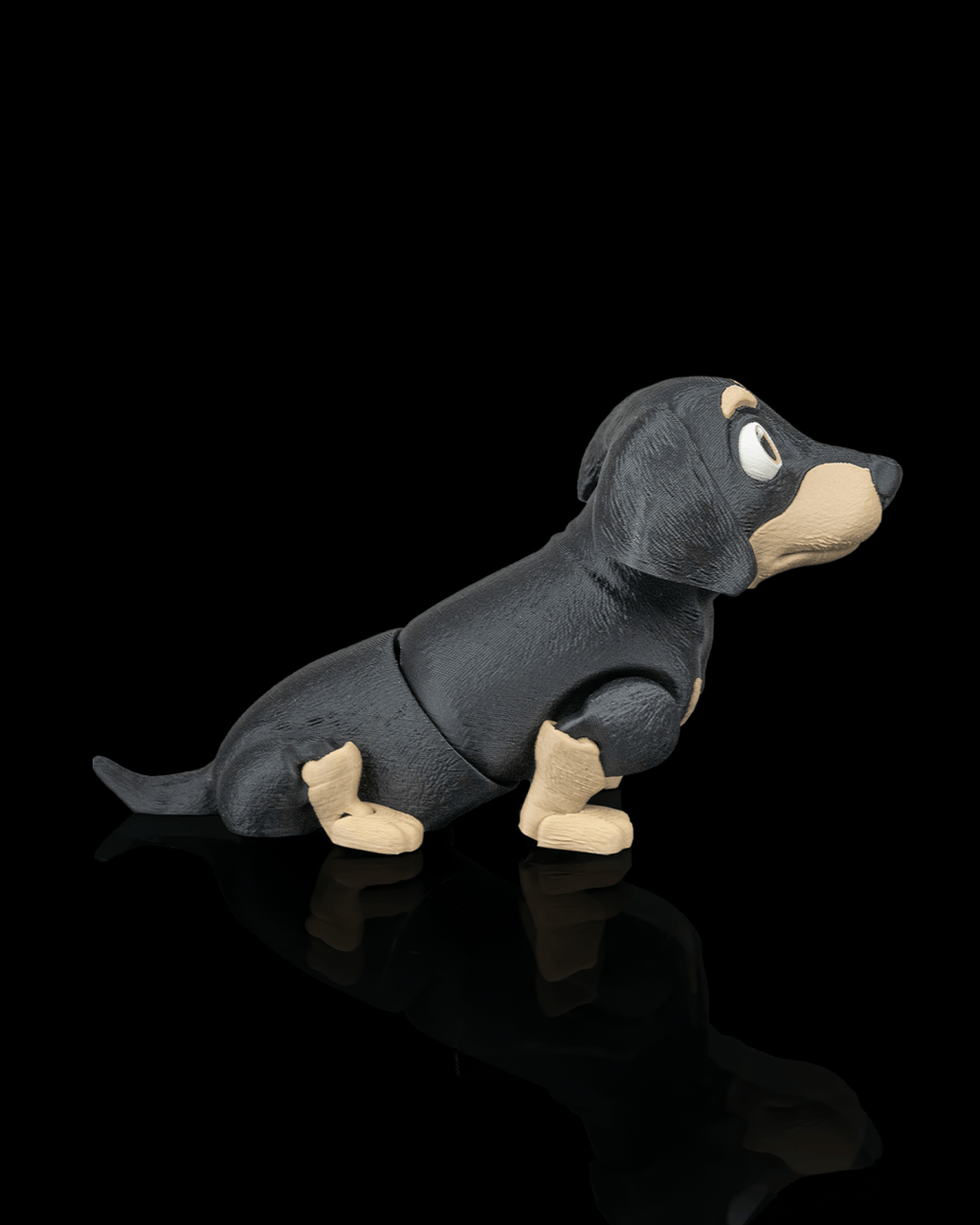 Frank, the Dachshund - view 7