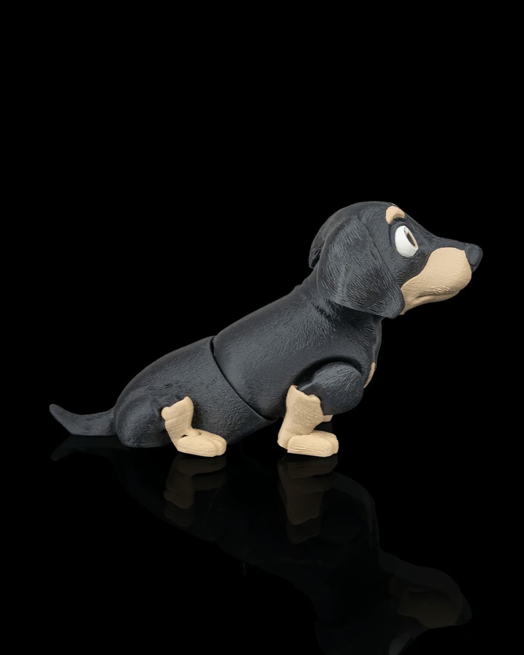 Frank, the Dachshund - view 7