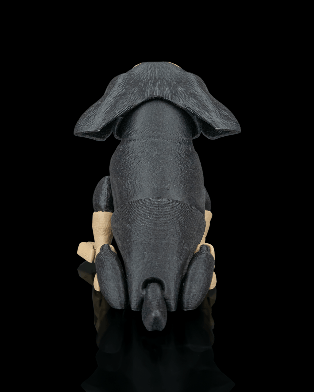 Frank, the Dachshund - view 8