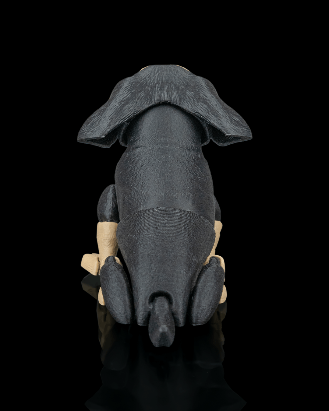 Frank, the Dachshund - view 8