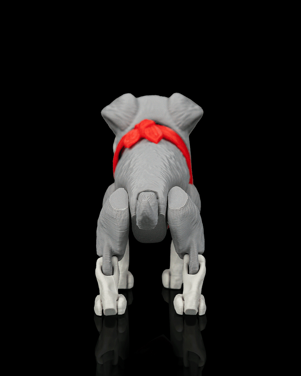 George, the Schnauzer - view 5