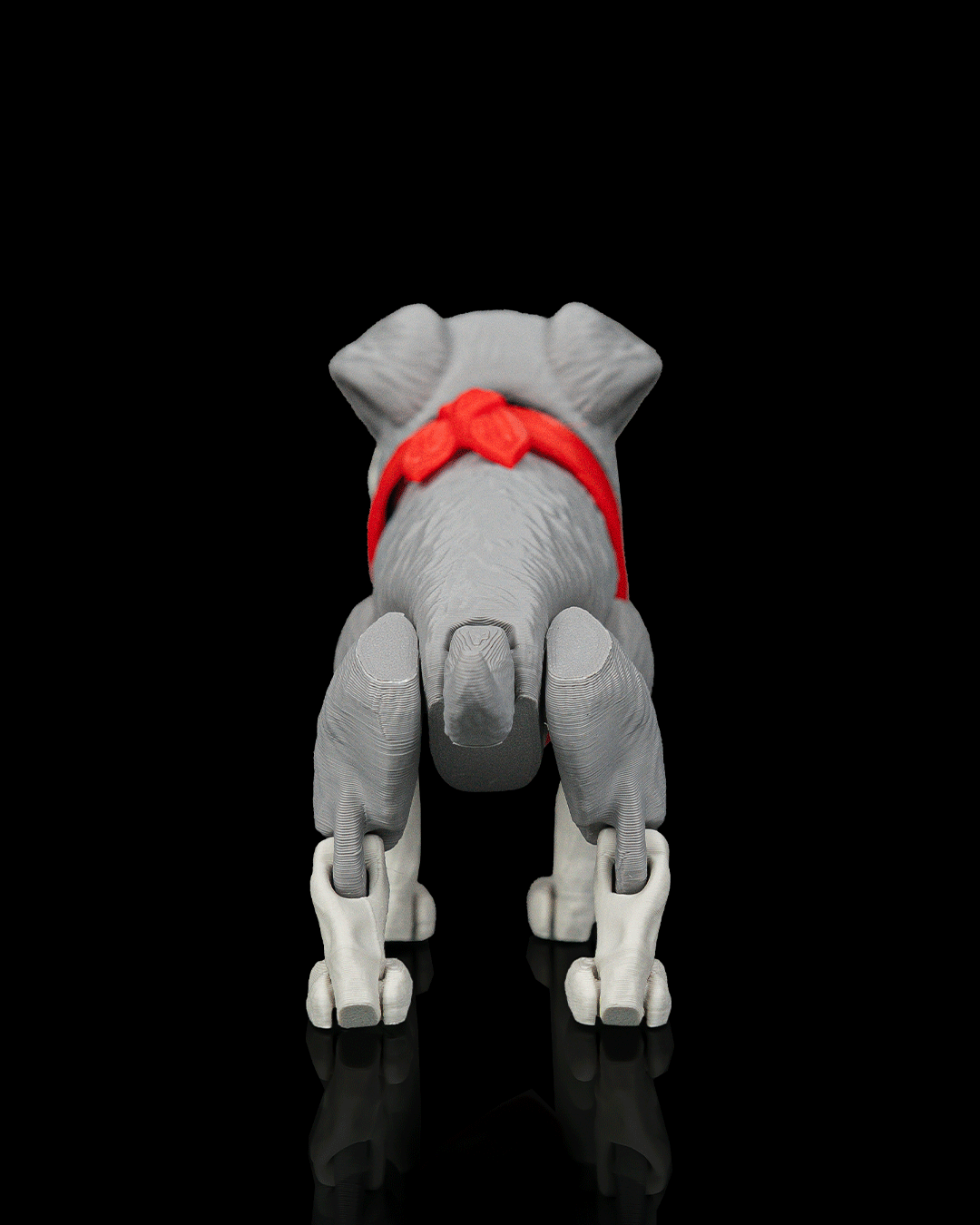 George, the Schnauzer - view 5