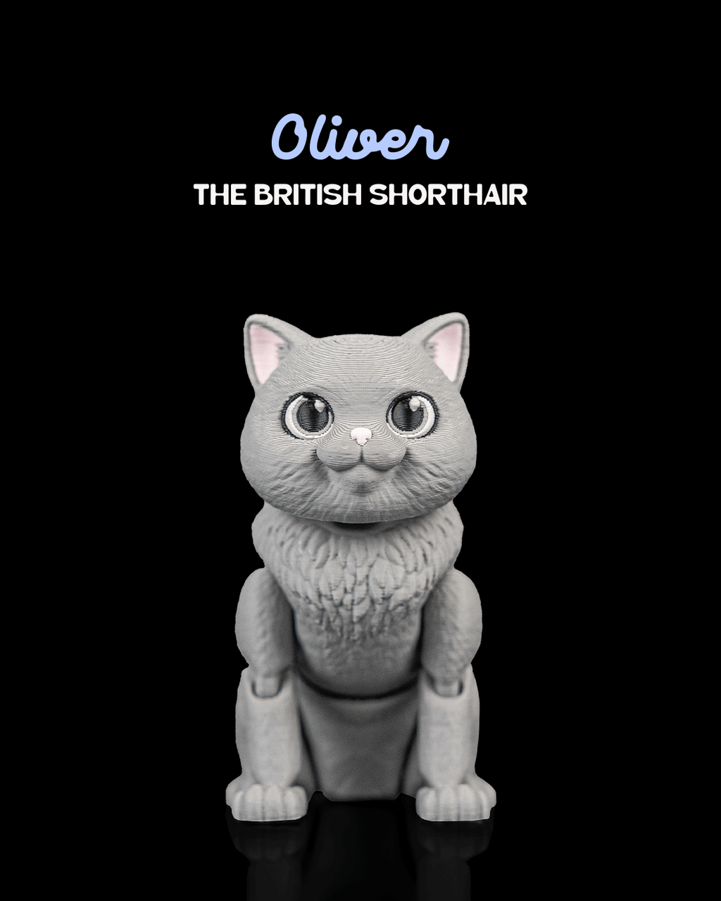 Oliver, the British Shorthair