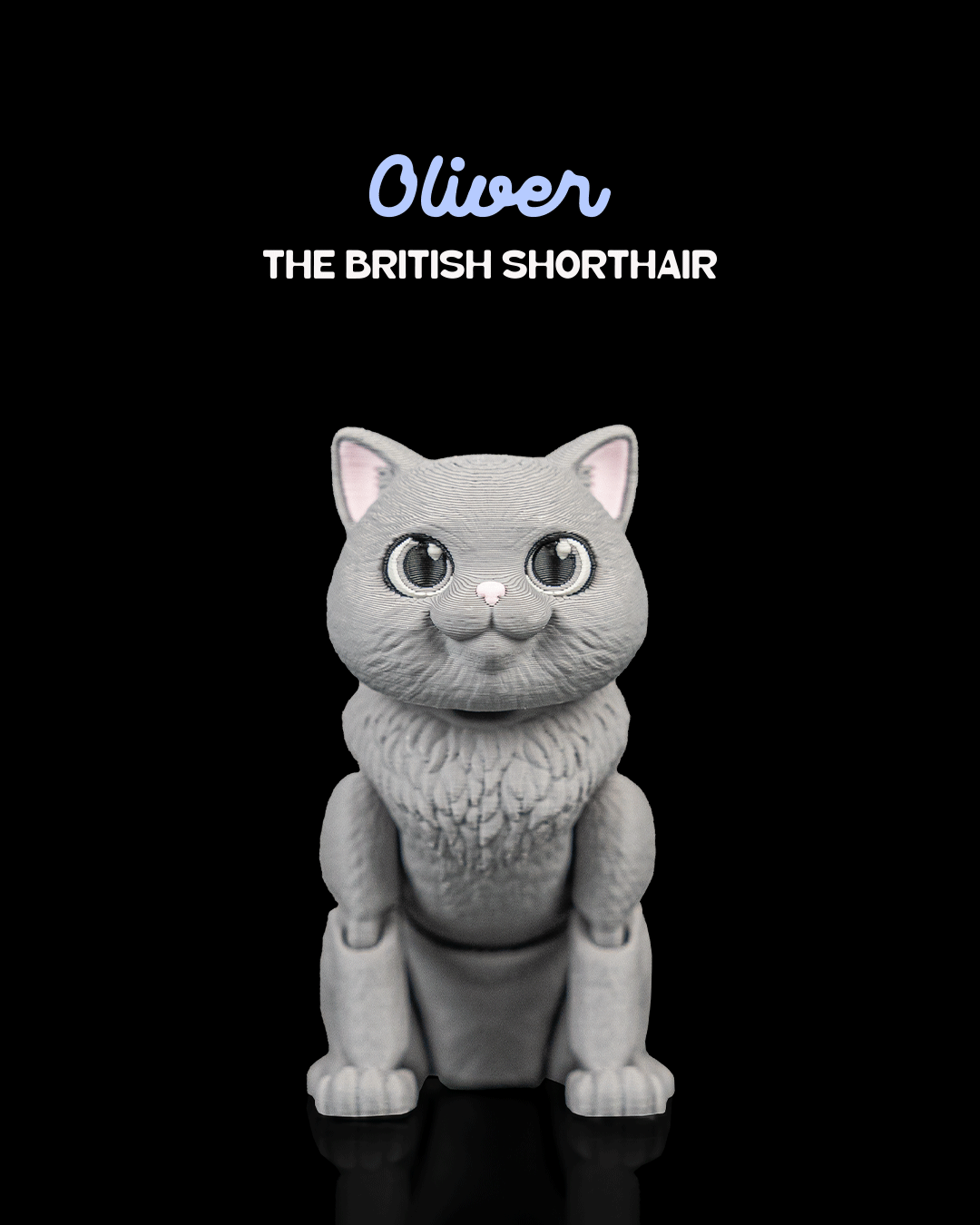 Oliver, the British Shorthair