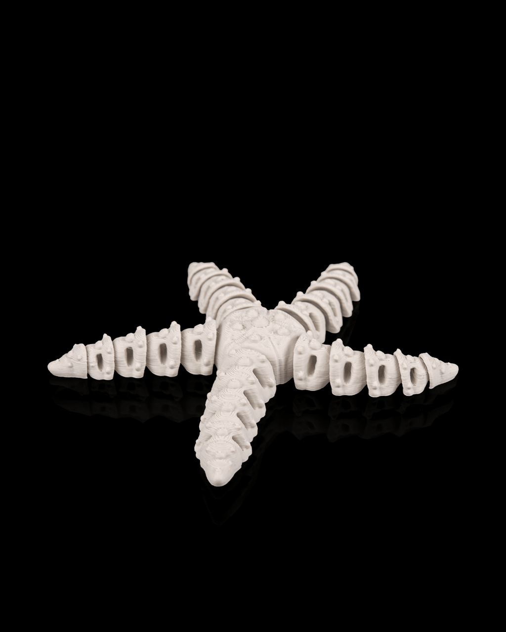 Skeleton Starfish - view 4