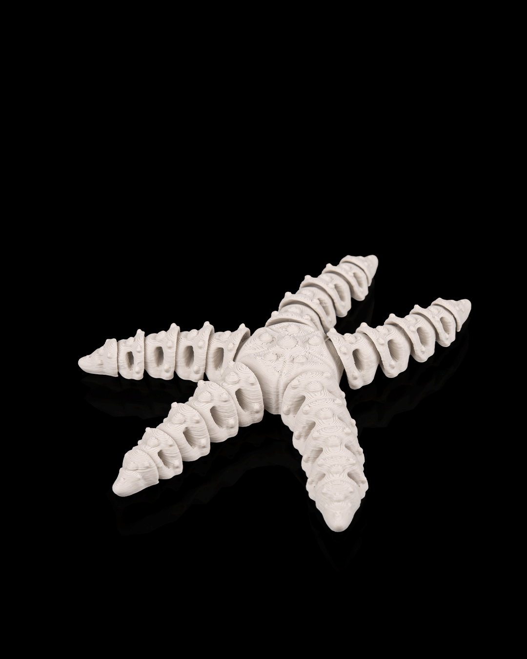 Skeleton Starfish - view 5