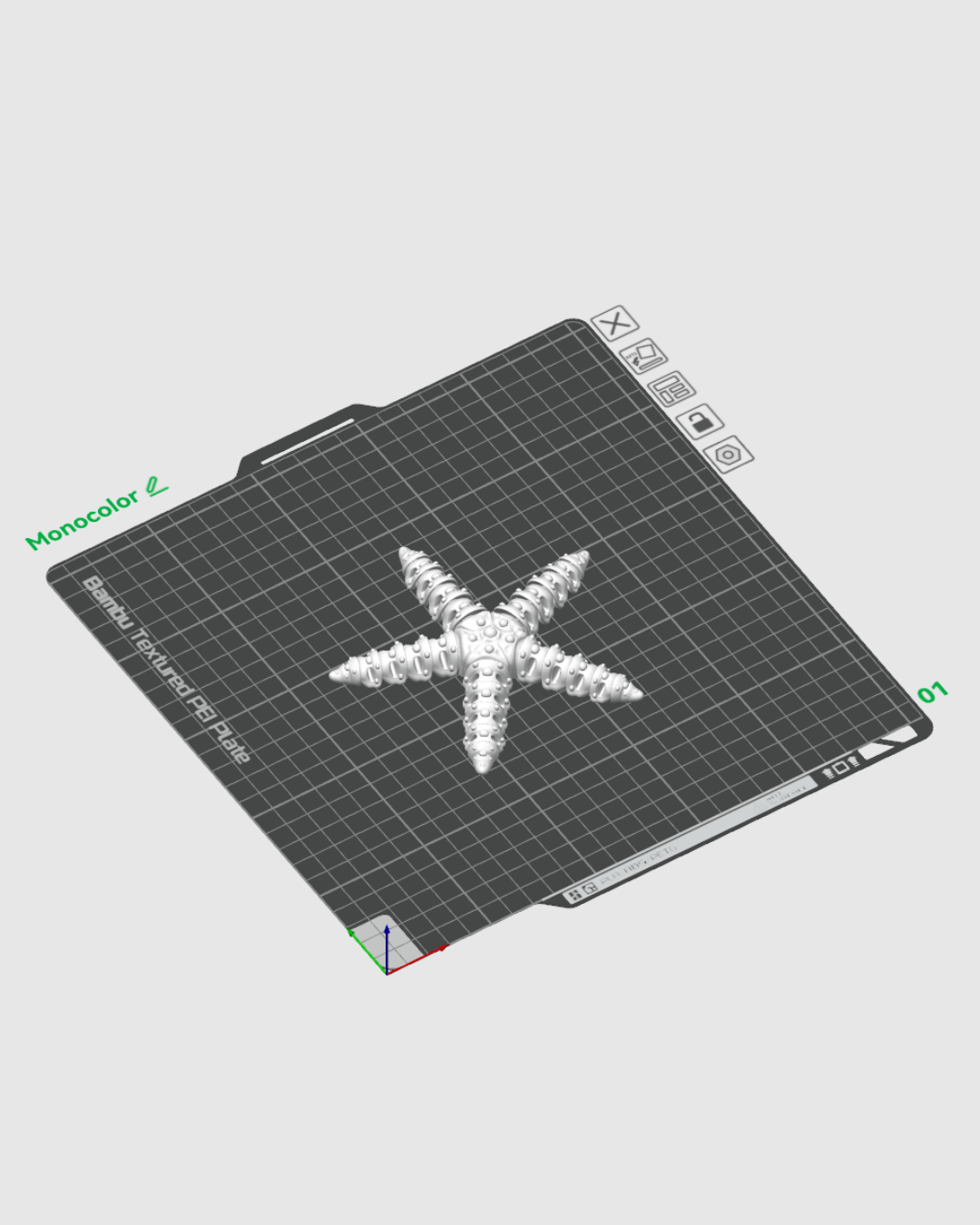 Skeleton Starfish - view 6