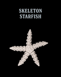 Skeleton Starfish