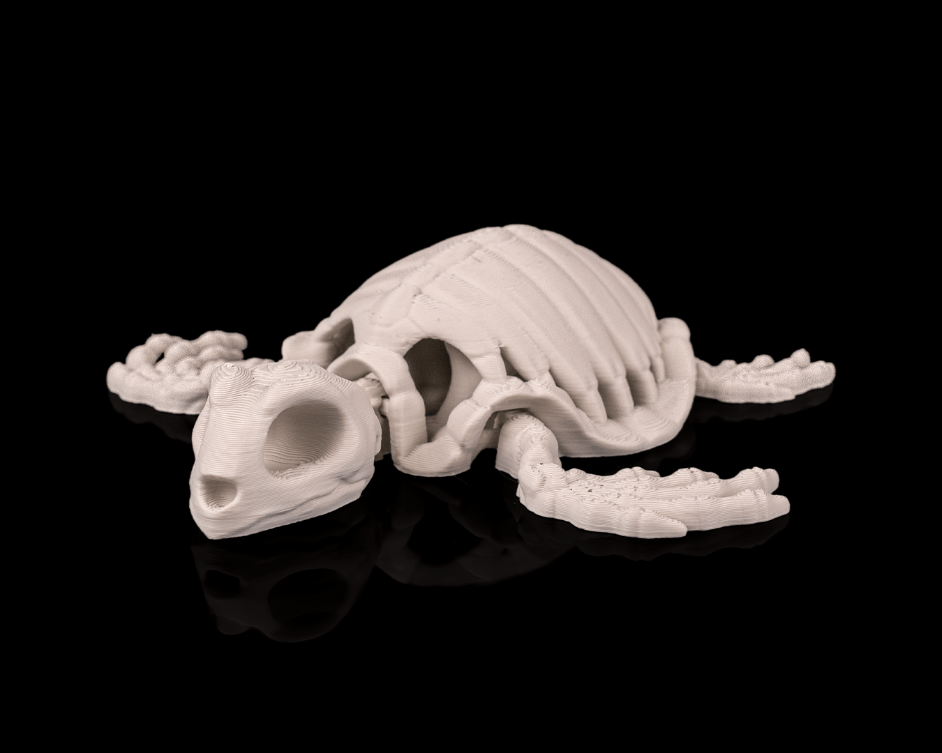 Skeleton Turtle - view 2