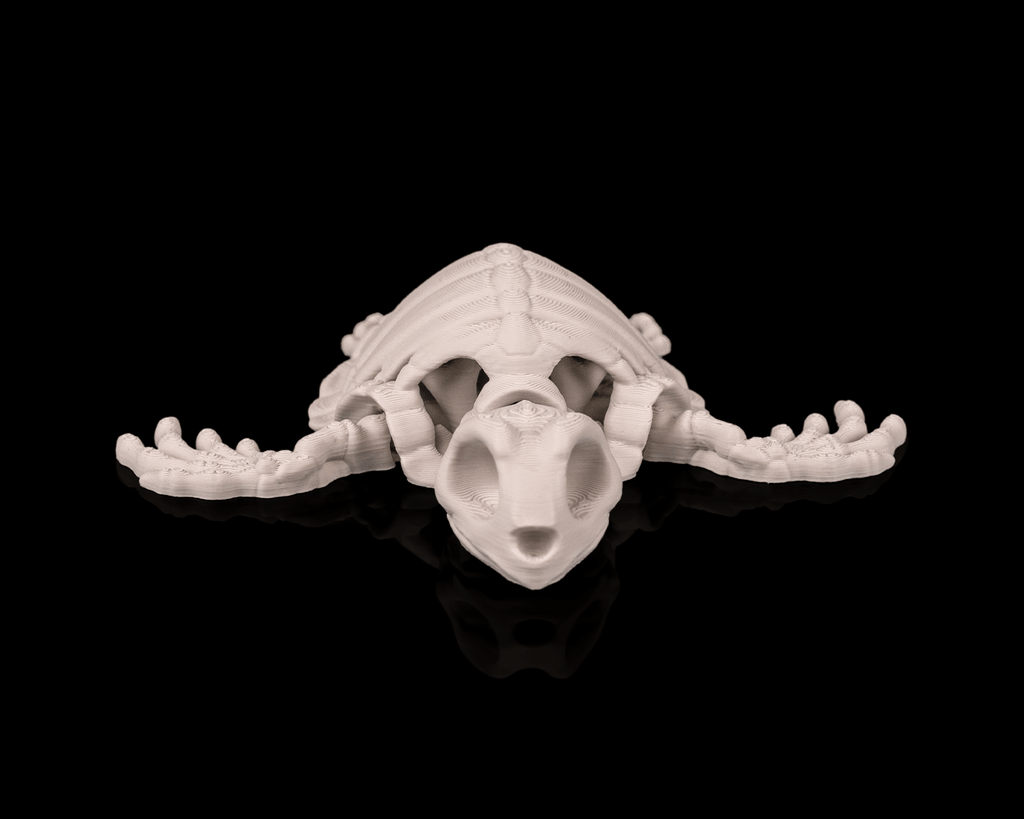 Skeleton Turtle - view 3
