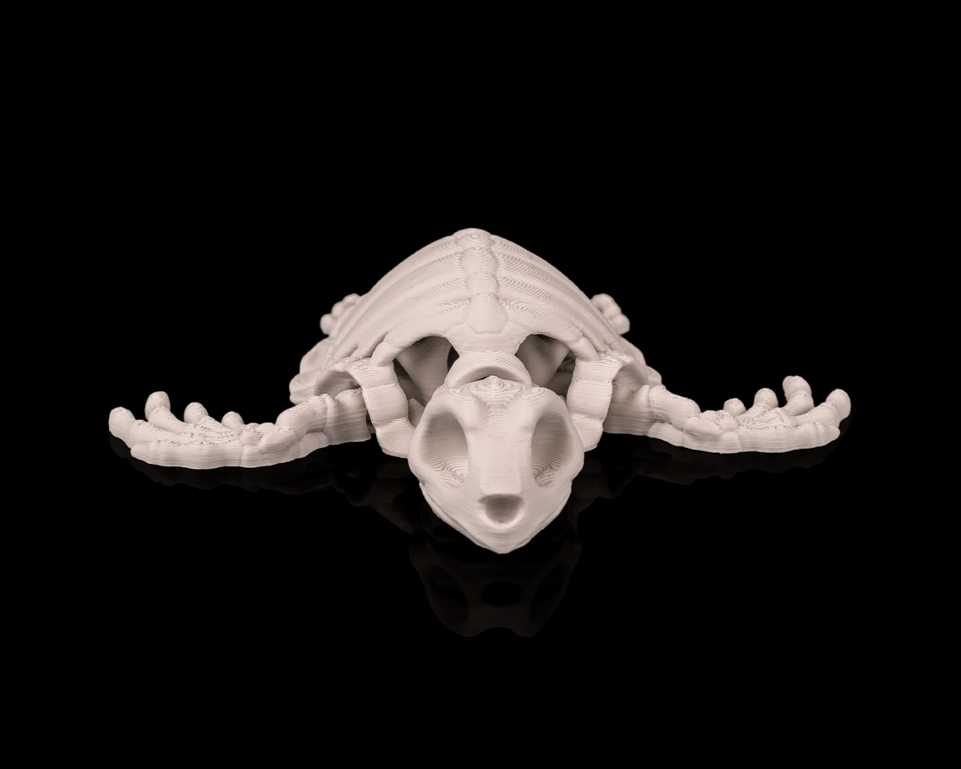 Skeleton Turtle - view 3