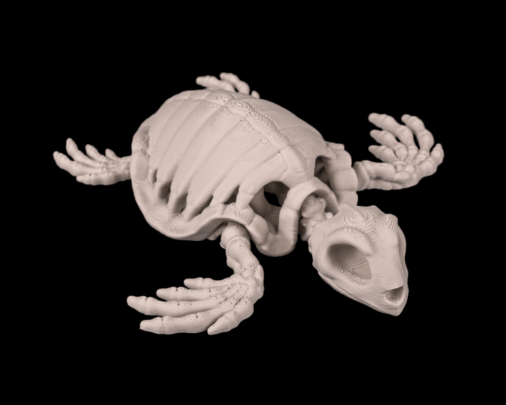 Skeleton Turtle - view 4