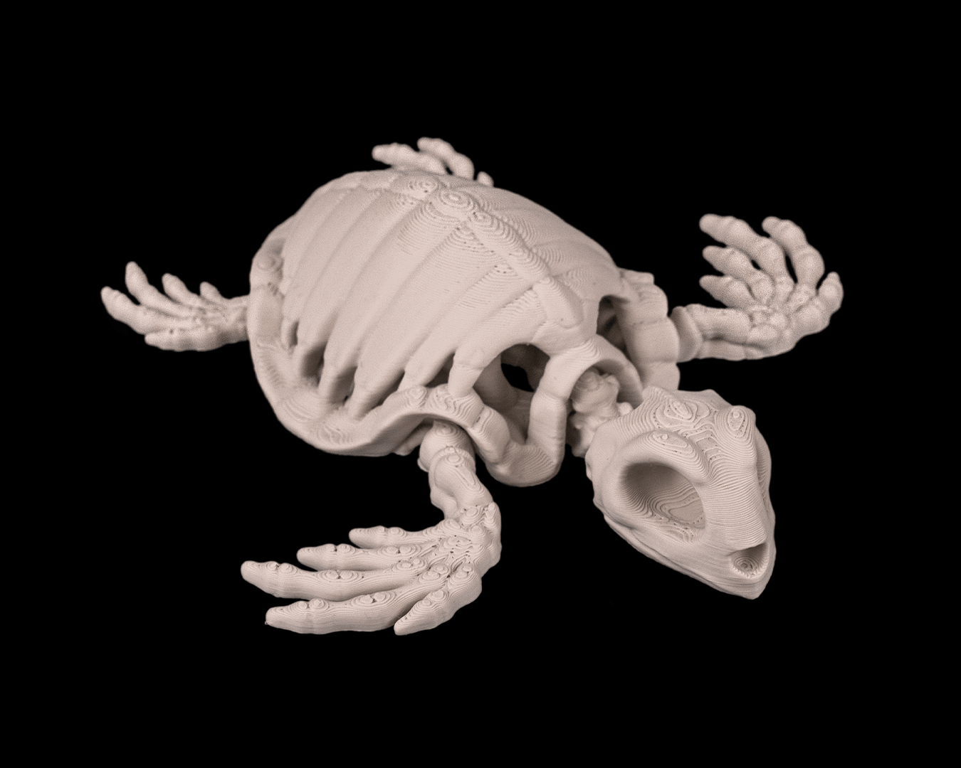 Skeleton Turtle - view 4
