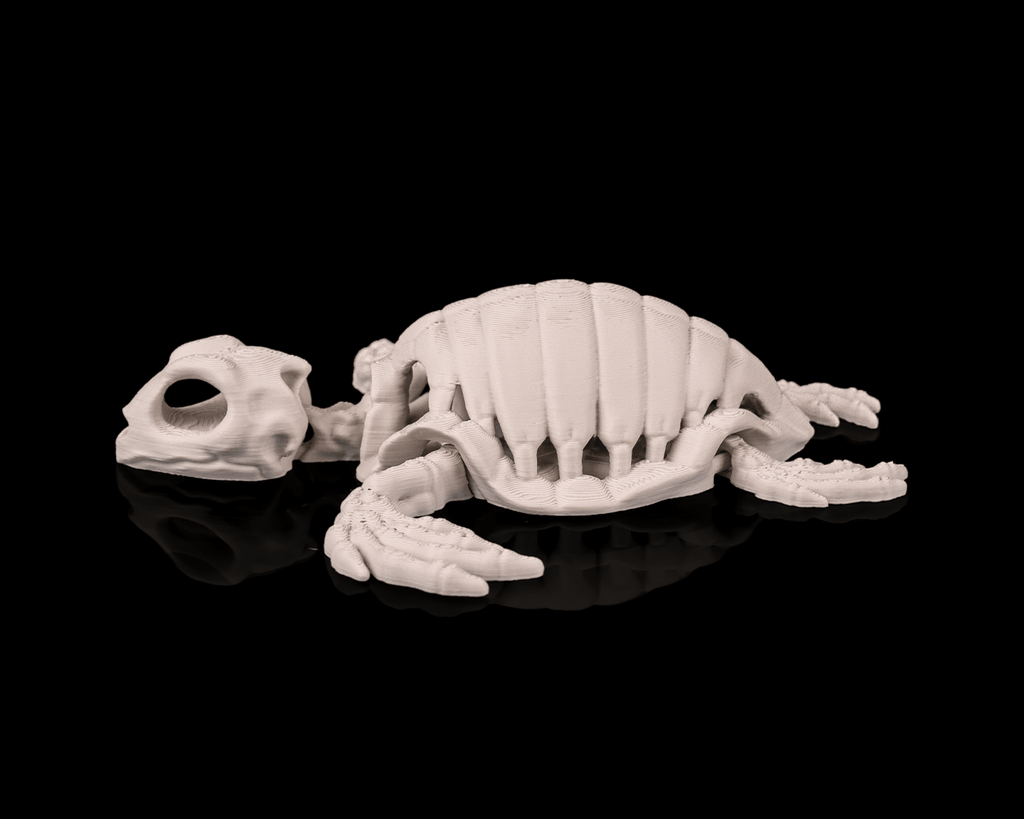 Skeleton Turtle - view 5