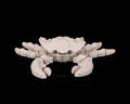Skeleton Crab – 3D Printed Sea Animal Figurine